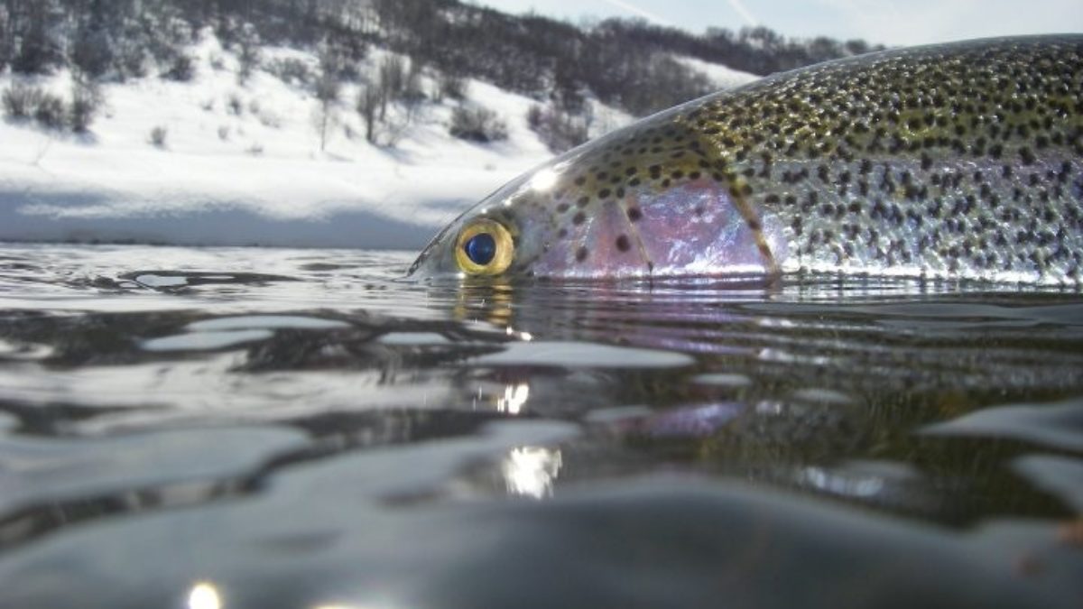 https://blog.vailvalleyanglers.com/wp-content/uploads/2013/09/catch-and-release-vs-catch-and-keep-1200x675.jpg
