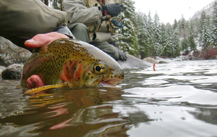 Fly Fishing Lessons on the Water — Colorado West Slope Fly Fishing