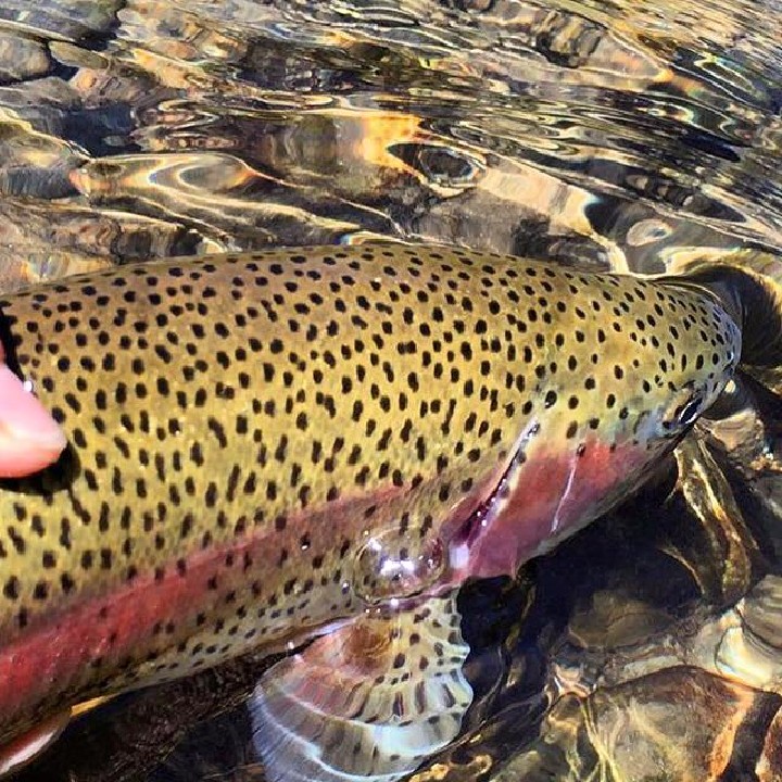 Monthly Guide to Colorado Fly Fishing 