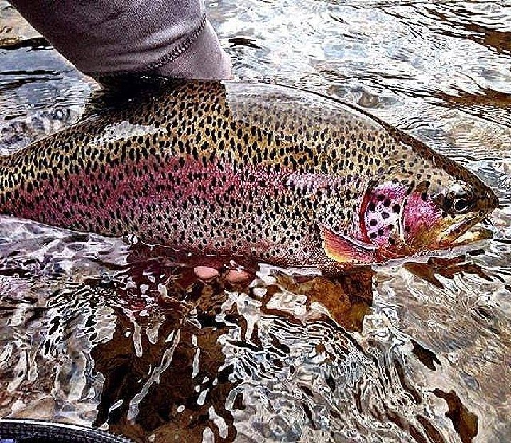 Catch and Release Tips for Late Summer Trout - blog