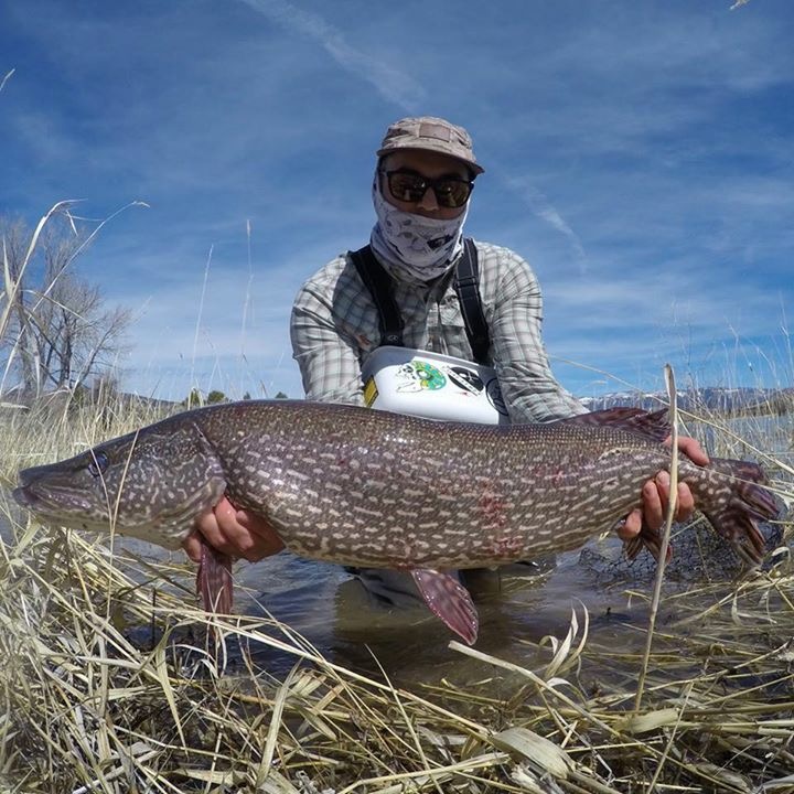 Fly Fishing with Pike Flies