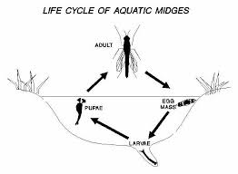 Midge 101: How to Effectively Fly Fish with Midges 