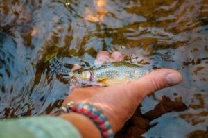 Backcountry Fly Fishing Guide 